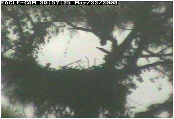 Cape Coral II eaglet