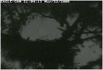 Cape Coral II eaglet