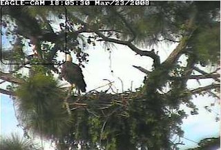 Cape Coral II eaglet