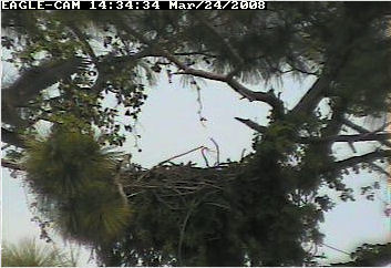 Cape Coral II eaglet