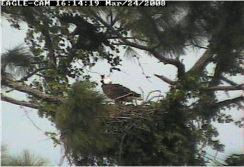 Cape Coral II eaglet