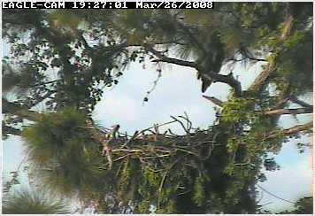 Cape Coral II eaglet