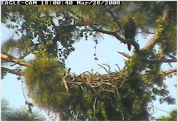 Cape Coral II eaglet