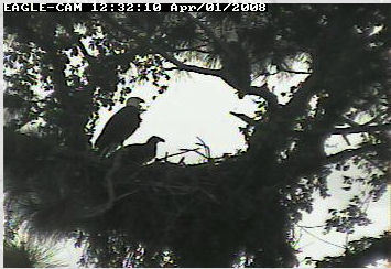 Cape Coral II eaglet