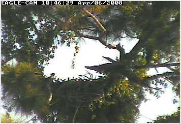 Cape Coral II eaglet