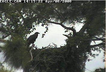 Cape Coral II eaglet
