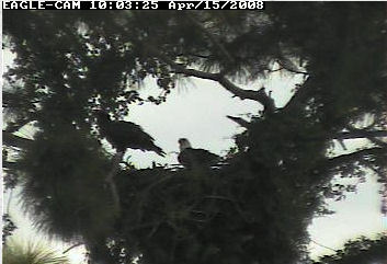 Cape Coral II eaglet