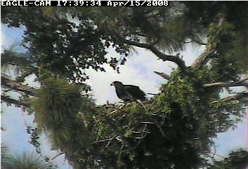 Cape Coral II eaglet