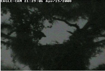 Cape Coral II eaglet