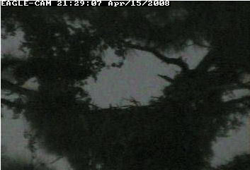 Cape Coral II eaglet