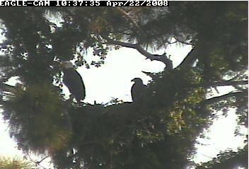 Cape Coral II eaglet