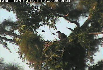 Cape Coral II eaglet