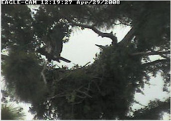 Cape Coral II eaglet