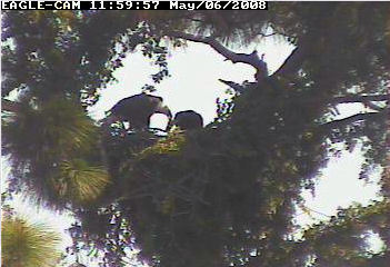 Cape Coral II eaglet