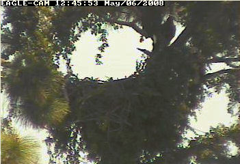 Cape Coral II eaglet