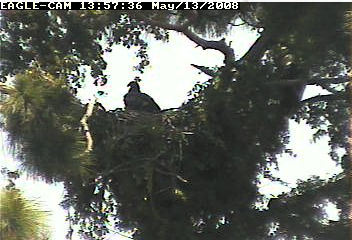 Cape Coral II eaglet