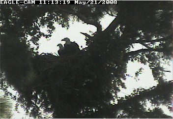 Cape Coral II eagles