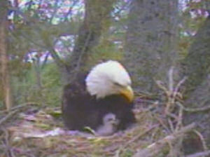 Delta 1 eaglets