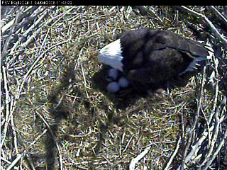 Fort St Vrain eaglets