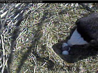 Fort St Vrain eaglets