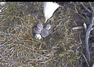 Fort St Vrain eaglets