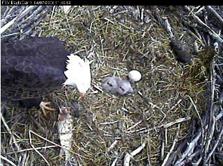 Fort St Vrain eaglets