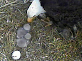 Fort St Vrain eaglets
