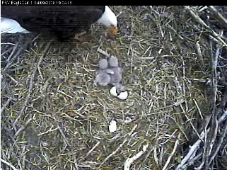 Fort St Vrain eaglets