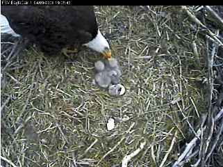 Fort St Vrain eaglets