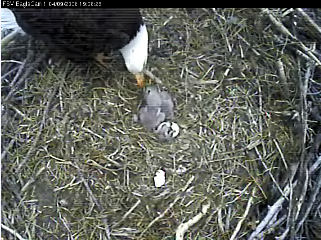 Fort St Vrain eaglets