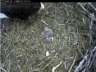 Fort St Vrain eaglets