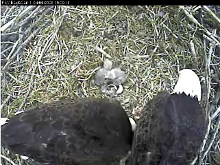 Fort St Vrain eaglets