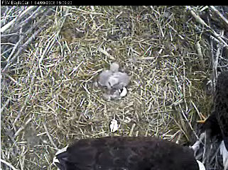 Fort St Vrain eaglets