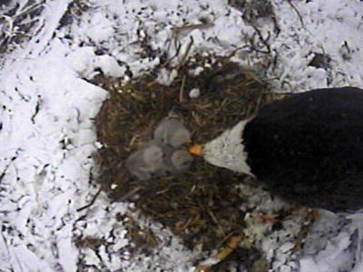 Fort St Vrain eaglets