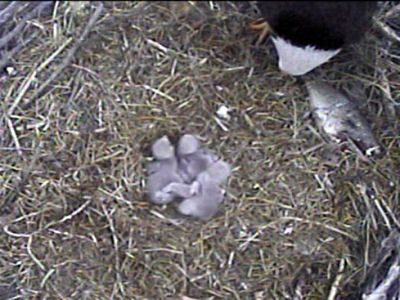 Fort St Vrain eaglets