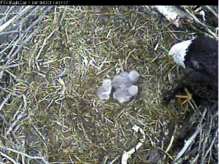 Fort St Vrain eaglets