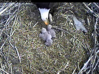 Fort St Vrain eaglets