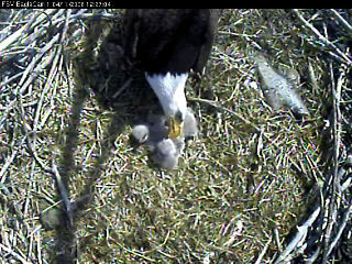 Fort St Vrain eaglets