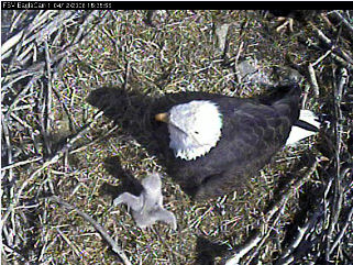 Fort St Vrain eaglets