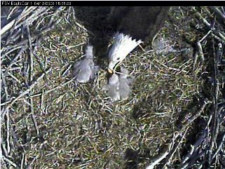 Fort St Vrain eaglets