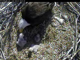 Fort St Vrain eaglets