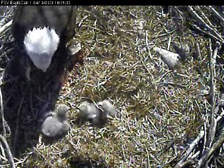 Fort St Vrain eaglets