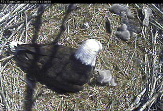 Fort St Vrain eaglets