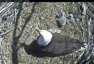 Fort St Vrain eaglets