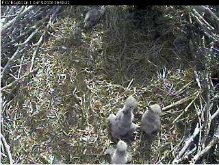 Fort St Vrain eaglets
