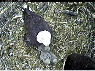 Fort St Vrain eaglets