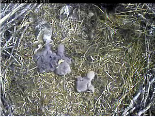 Fort St Vrain eaglets