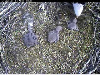 Fort St Vrain eaglets