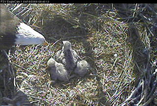 Fort St Vrain eaglets