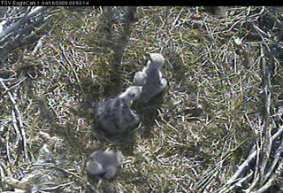 Fort St Vrain eaglets